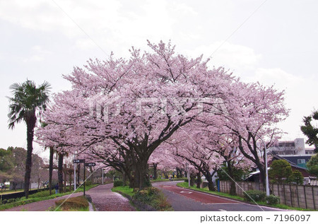 Mizumoto櫻花 7196097