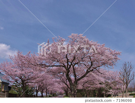 Mizumoto Cherry blossoms 7196098