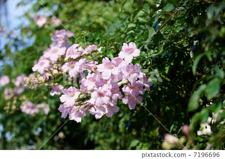 My name is Pink Ling Flower Nozen Kazura. My name is Pink Ling Flower Nozen Kazura. 7196696