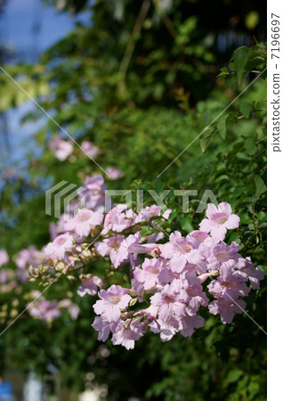 我的名字是Pink Ling Flower Nozen Kazura。 7196697