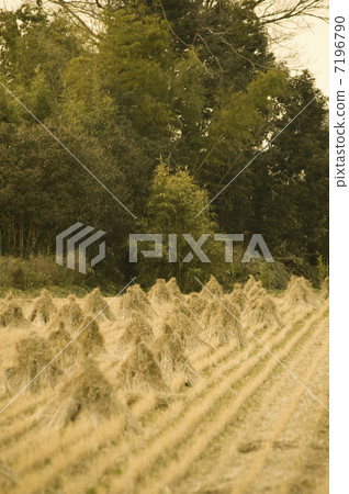 countryside 7196790