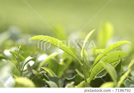 Sprout 7196792