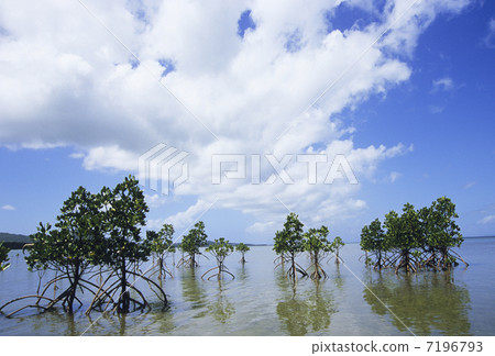 Young tree of Yayamayahirugi 7196793