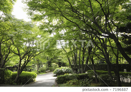Forest of Ikeda-san Park Forest of Ikeda-san Park 7196887