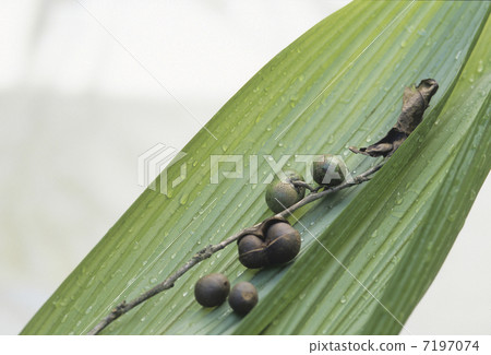 樹堅果和葉子 樹堅果和葉子 7197074