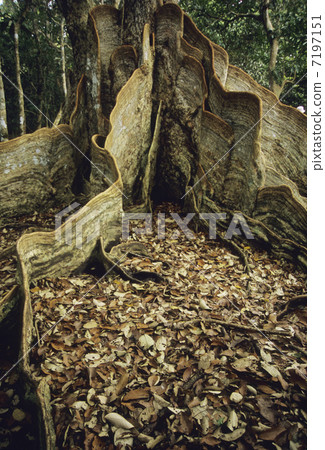 Boulder of saxius smeltron 7197151