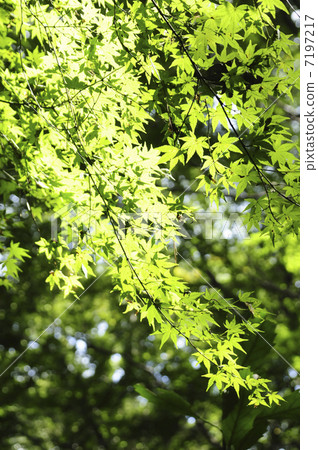 光葉楓葉 7197217
