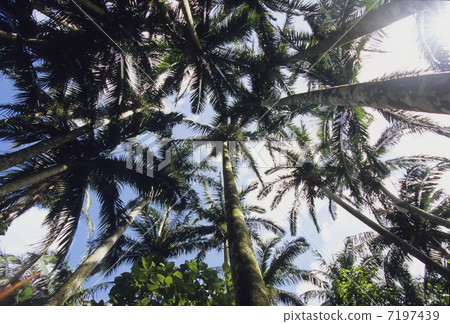 Palm trees forest Palm trees forest 7197439