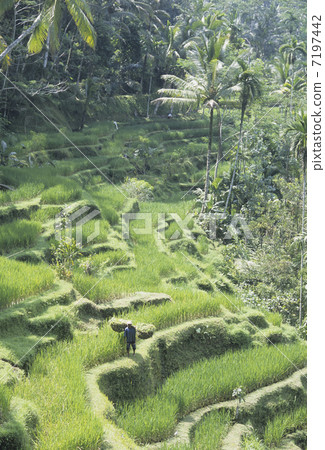 Tegararan's rice terrace (rice terrace) 7197442