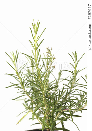 迷迭香 7197657