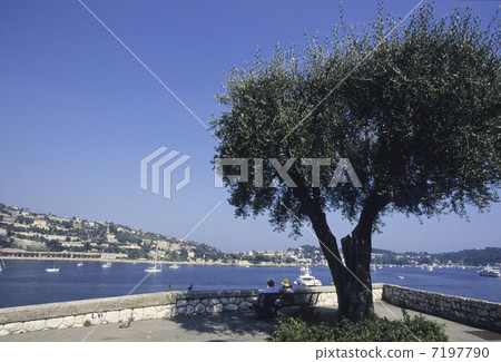 海邊的樹 7197790