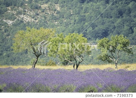 Lavender fields and stands Lavender fields and stands 7198373
