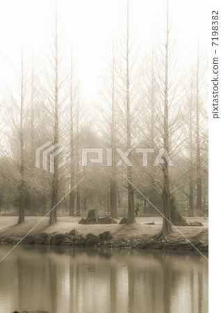 Poplar a tree Poplar a tree 7198382