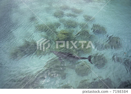 珊瑚礁海豚 7198384