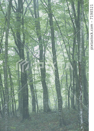 秋田布納 7198521