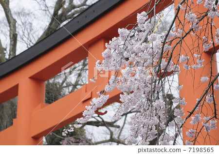 Torii and cherry blossoms 7198565
