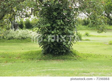 常春藤覆蓋樹幹 7198868