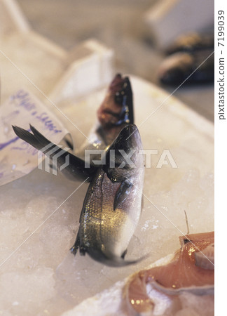 Fishman's fish 7199039