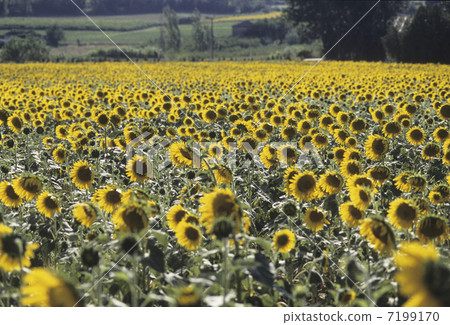 Sunflower field of Provence Sunflower field of Provence 7199170