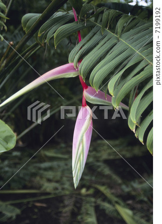 野生Strelitia 7199192