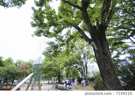 Zelkova and slide of Yoyogi Oyama Park 7199319