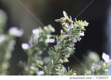 迷迭香 7199357