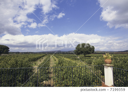Orange field and blue sky 7199359