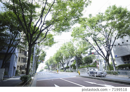 Zelkova trees on Inokashira Street Zelkova trees on Inokashira Street 7199518