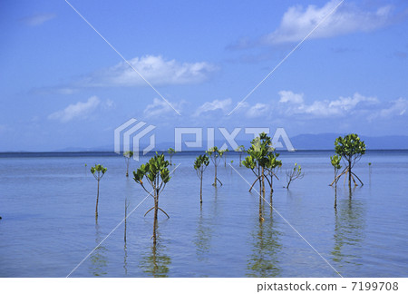 Yayamayahirugi年輕樹 7199708