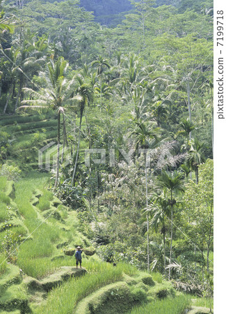 Tegararan's rice terrace (rice terrace) 7199718