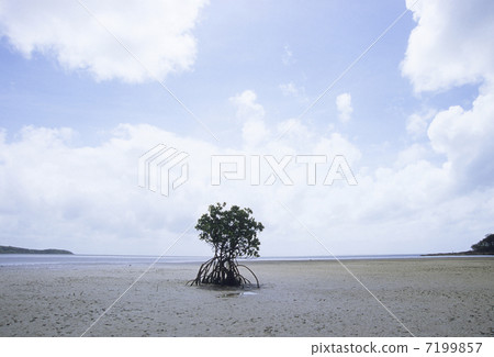 潮汕的八重山hirugi 潮汕的八重山hirugi 7199857