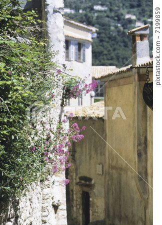 Eze的小巷之花 7199859