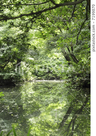 自然教育公園的池塘 自然教育公園的池塘 7199870