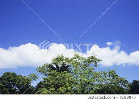雲彩和樹在藍天 7199873