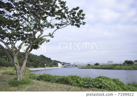 Tama River 7199922