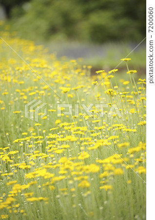 黃春菊 黃春菊 7200060