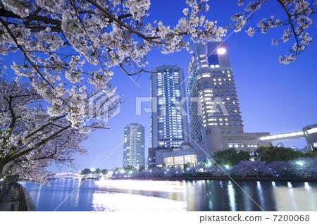 Cherry blossoms at night Cherry blossoms at night 7200068
