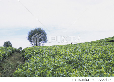 茶園和圓樹 茶園和圓樹 7200177