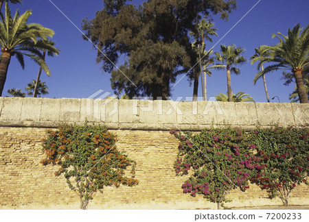 Red flowers on the wall 7200233