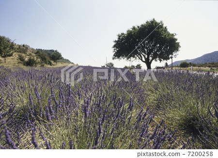 薰衣草田 7200258