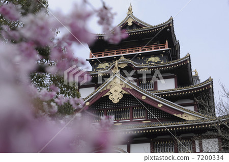 Castles and cherry blossoms 7200334