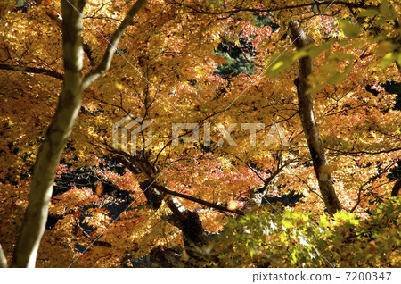Autumn leaves in the Oshie Valley Autumn leaves in the Oshie Valley 7200347