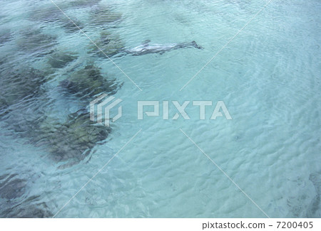 珊瑚礁海豚 7200405