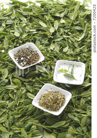 茶葉 7200428