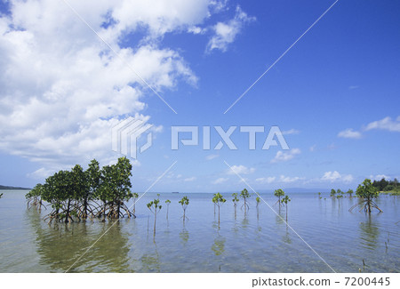 Young tree of Yayamayahirugi 7200445