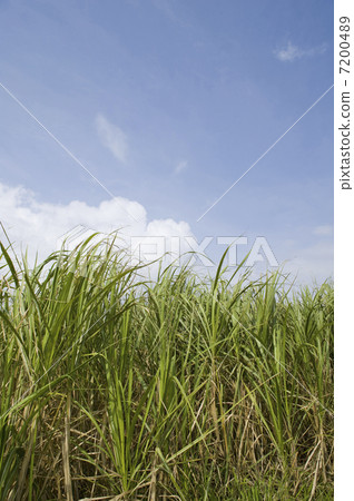 Sugarcane field 7200489