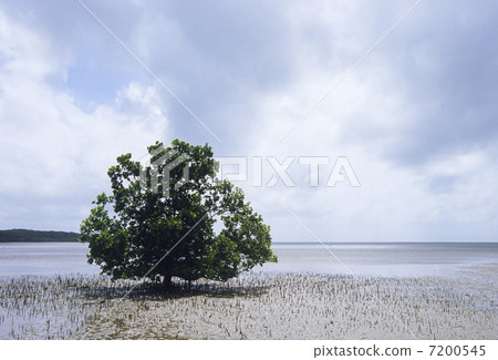 Yaeyama hirugi of tideland Yaeyama hirugi of tideland 7200545