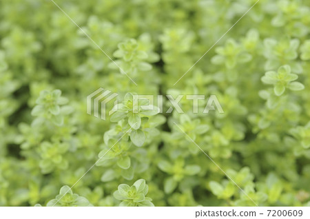Herb Mint 7200609