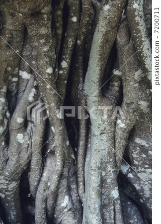 榕樹的根 7200711