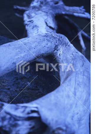 倒下的樹 7200786